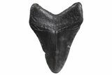 Fossil Megalodon Tooth - South Carolina #299644-1